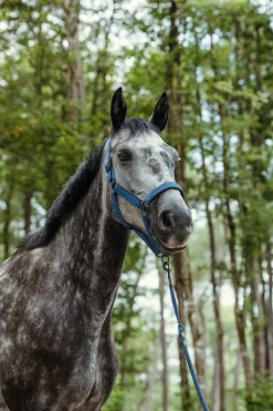 Harcour Hansy Licol et Longe| Licols